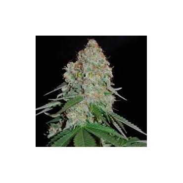 WHITE WIDOW  FEMINIZADA