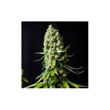 SUPER SKUNK  FEMINIZADA