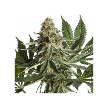 ROSENTHAL  FEMINIZADA