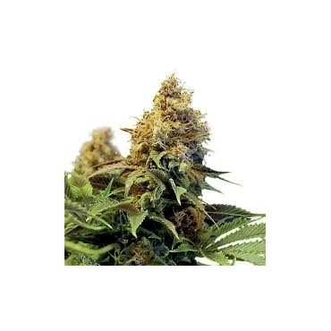 NORTHERN LIGHTS  FEMINIZADA