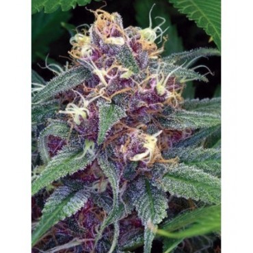 SHEER PURPLE AUTO XXL