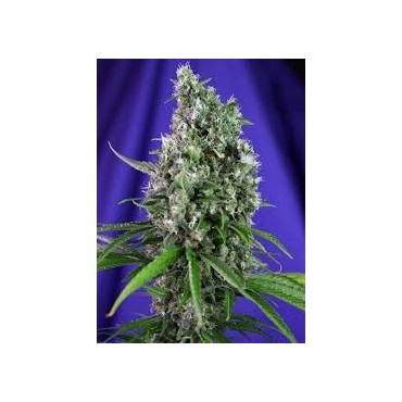 SWEET TRAINWREK AUTO