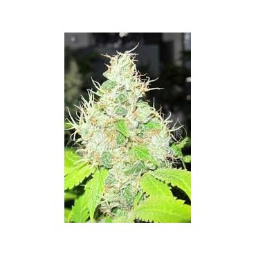 1024 MEDICAL SEEDS