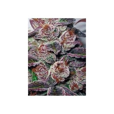 MENDOCINO PURPLE KUSH