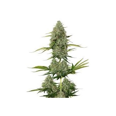 CRITICAL +  FEMINIZADA