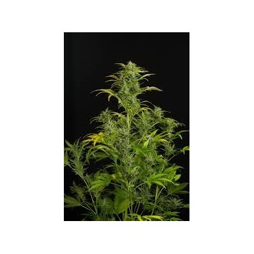 BLUE AMNESIA XXL AUTO