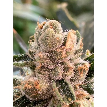 AMIRA KUSH FEMINIZADA