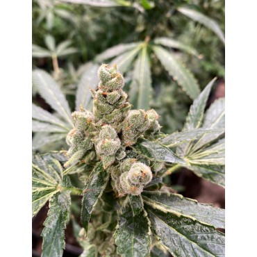 AMIRA KUSH FEMINIZADA