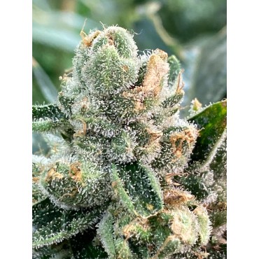 AMIRA KUSH FEMINIZADA