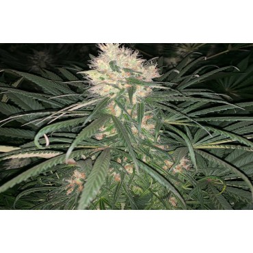 PANDEMIA KUSH FEMINIZADA