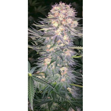 PANDEMIA KUSH FEMINIZADA