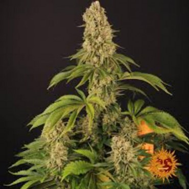 TROPICANNA BANANA