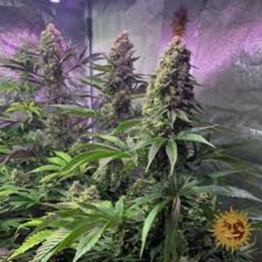 TROPICANNA BANANA