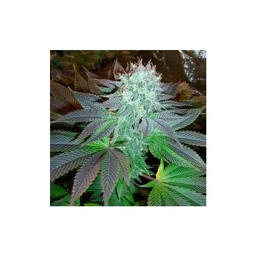 LEMON KUSH FEMINIZADA