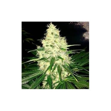 BLACK DOMINA FEMINIZADA