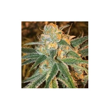 MANGO KUSH FEMINIZADA