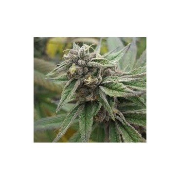 KOSHER KUSH FEMINIZADA