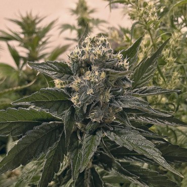 NICOLE KUSH FEMINIZADA