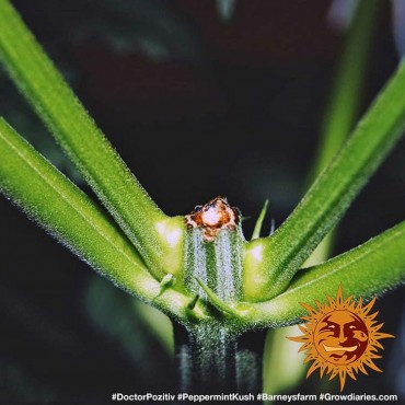 PEPPERMINT KUSH