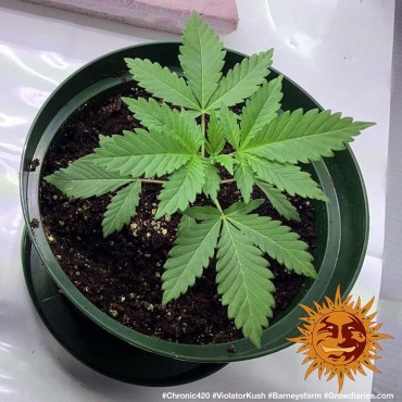 VIOLATOR KUSH