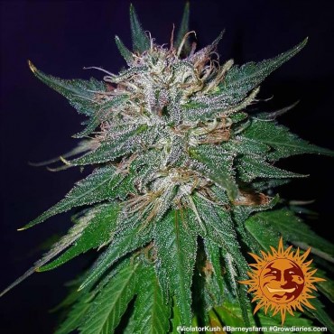 VIOLATOR KUSH