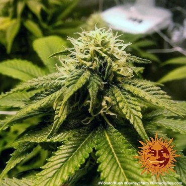 VIOLATOR KUSH