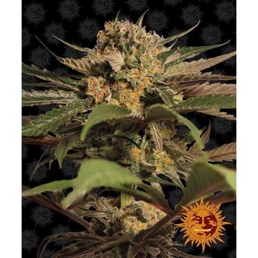VIOLATOR KUSH