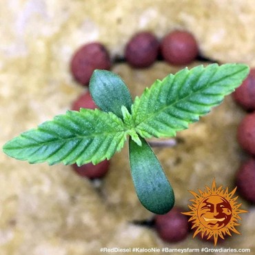 copy of TROPICANNA BANANA