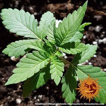 copy of TROPICANNA BANANA