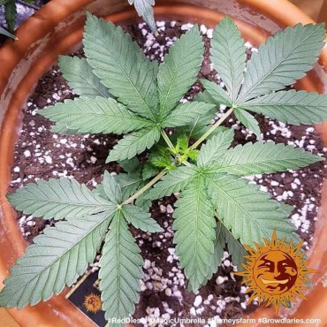 copy of TROPICANNA BANANA