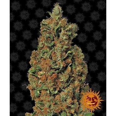 copy of TROPICANNA BANANA