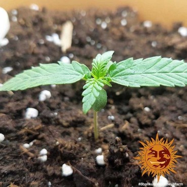 copy of TROPICANNA BANANA