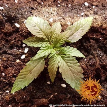 copy of TROPICANNA BANANA