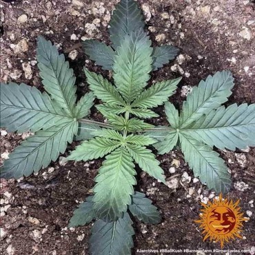 copy of TROPICANNA BANANA