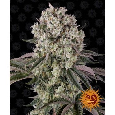 copy of TROPICANNA BANANA