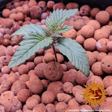 BLUEBERRY OG