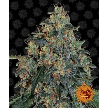 BLUEBERRY OG