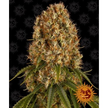 copy of TROPICANNA BANANA