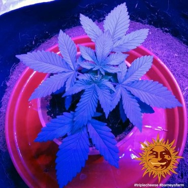 copy of TROPICANNA BANANA