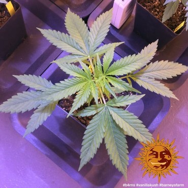 copy of TROPICANNA BANANA