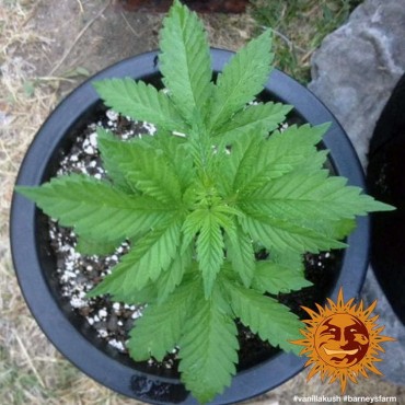 copy of TROPICANNA BANANA