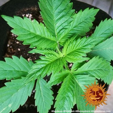 copy of TROPICANNA BANANA