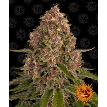 copy of TROPICANNA BANANA