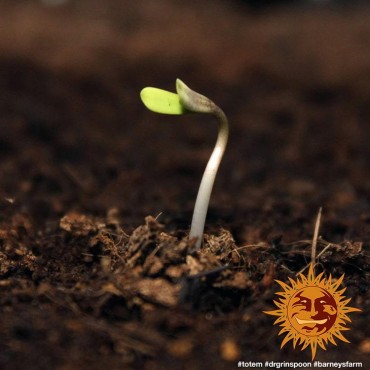 copy of TROPICANNA BANANA