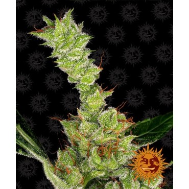 copy of TROPICANNA BANANA