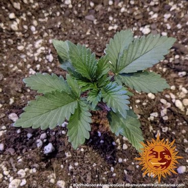 copy of TROPICANNA BANANA