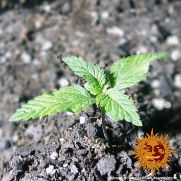 CBD CRITICAL CURE