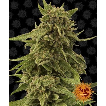CBD CRITICAL CURE