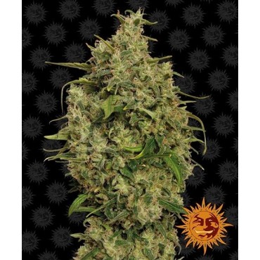 copy of TROPICANNA BANANA