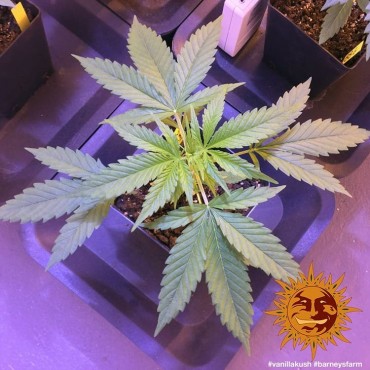 copy of TROPICANNA BANANA